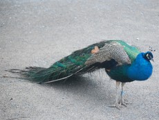 Pfau_3.jpg